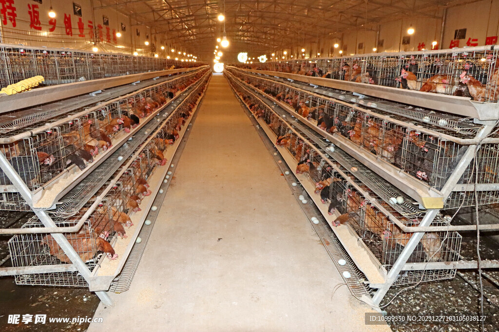 绿壳蛋鸡养殖摄影图__家禽家畜_生物世界_摄影图库_昵图网